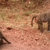 Monkeys outside Ngorongoro Crater