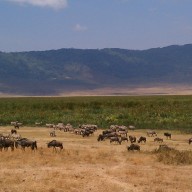 Zebras and wildebeests mingling in Ngorongoro Crater